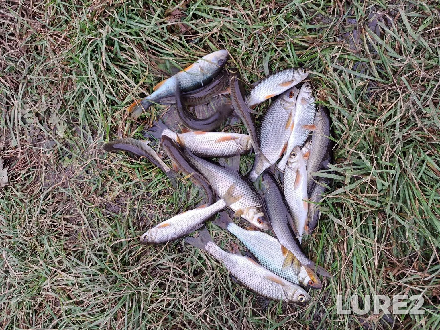 Crucian carp, Perch — Tom, Oct 13, 2025, 8:32 AM