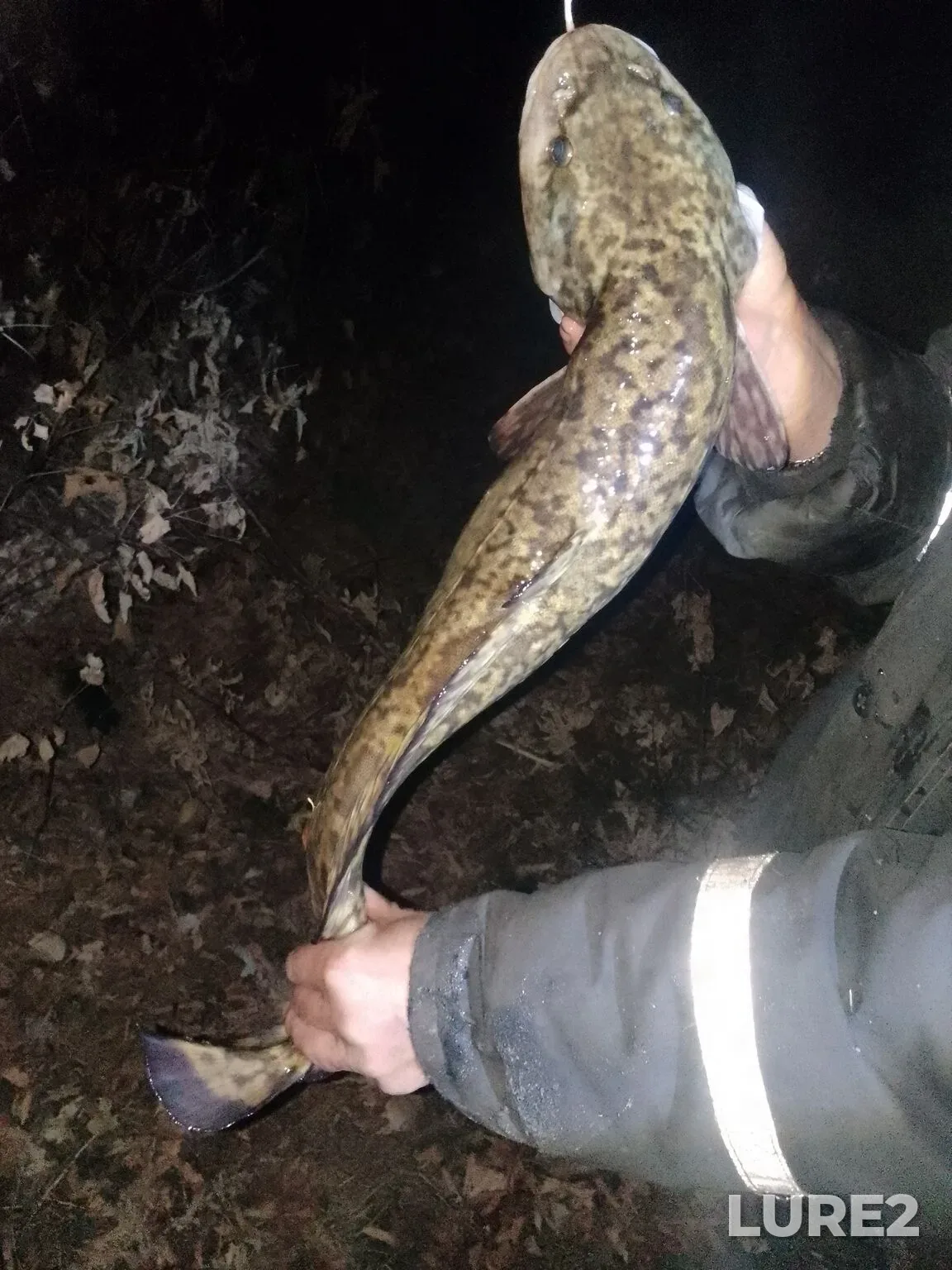 Burbot, Wels catfish — Tobyl - Tobol, Oct 13, 2025, 1:28 PM