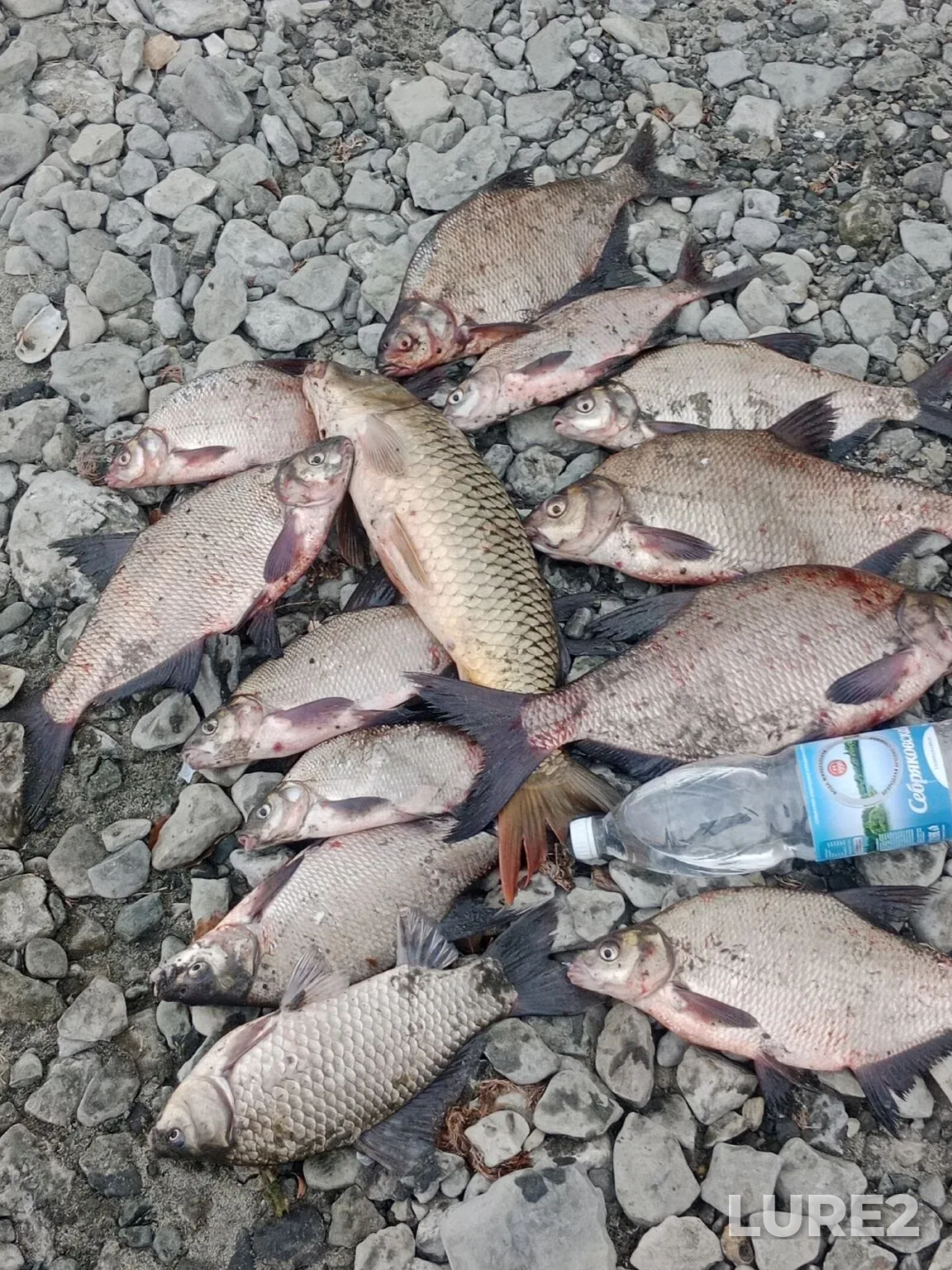 Carp, Crucian carp — Tsimlyanskoye, Oct 16, 2025, 4:56 AM