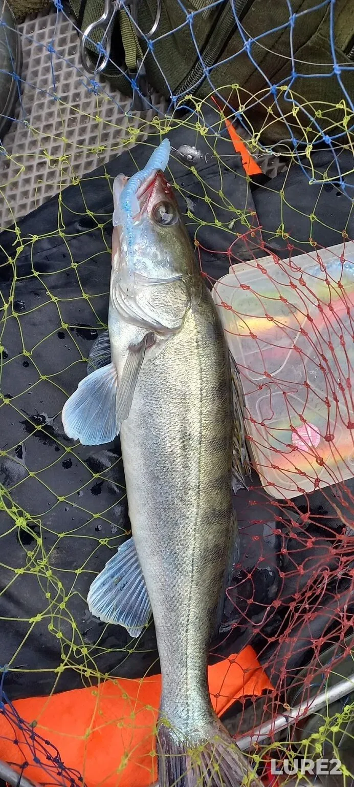 Perch, Pike — Tsimlyanskoye, Oct 17, 2025, 7:26 PM