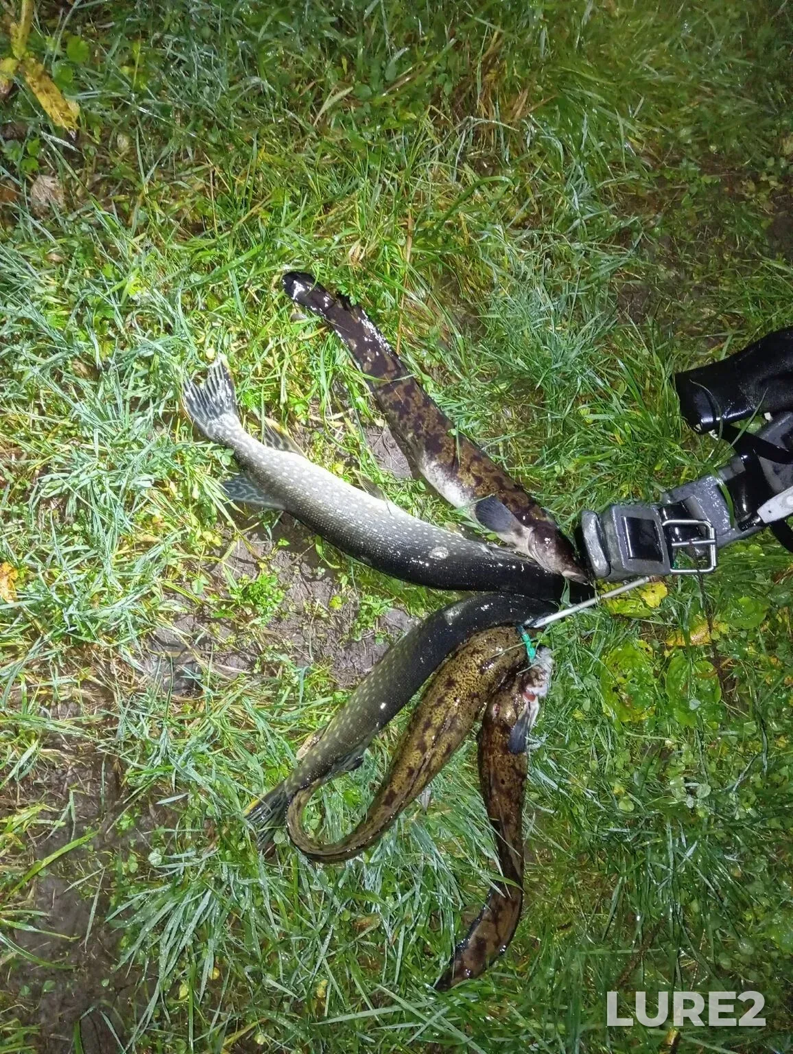 Burbot, Perch — Oka, Oct 17, 2025, 9:13 PM