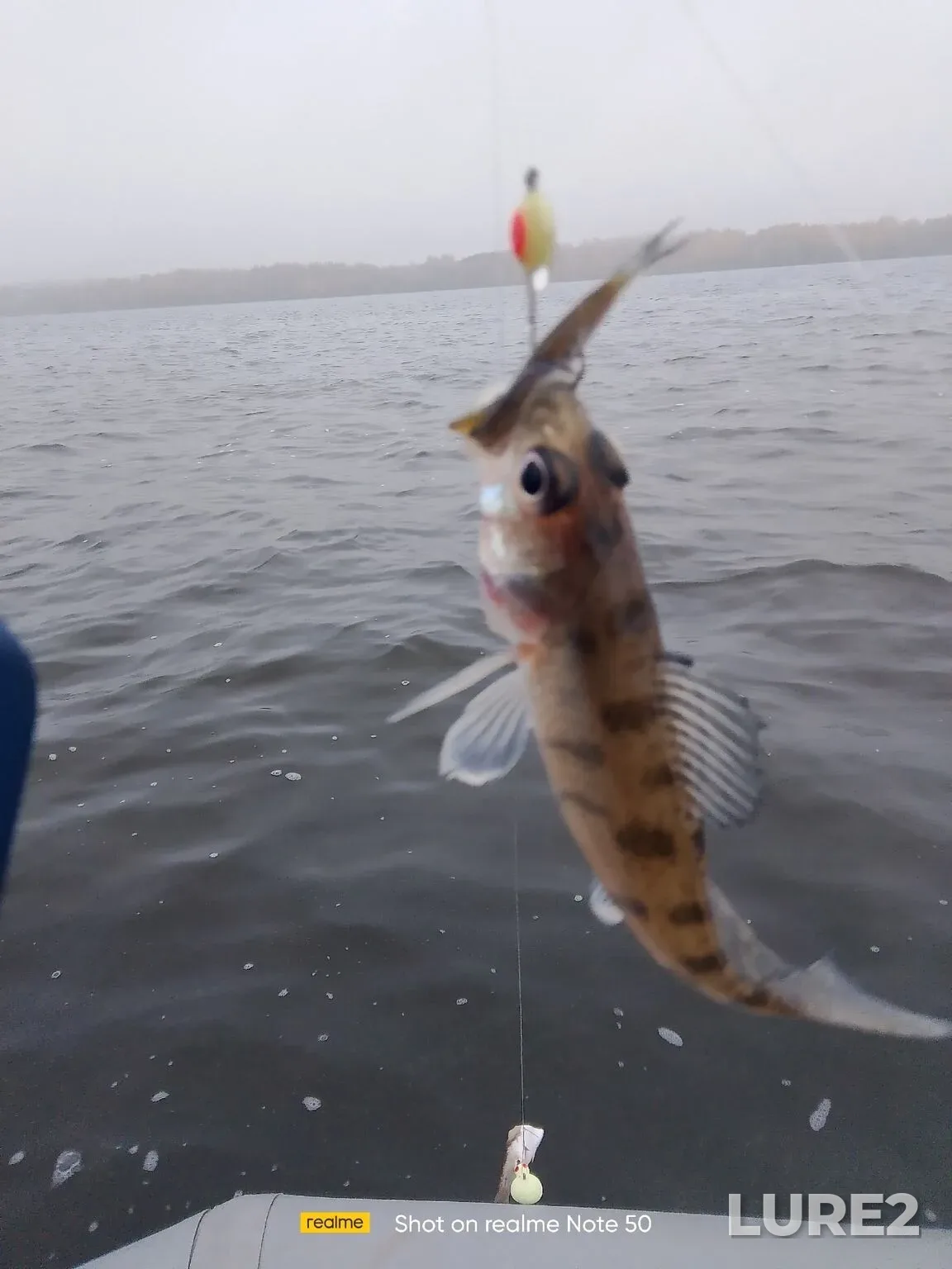 Perch, Zander — Gorkovskoye, Oct 17, 2025, 11:56 PM