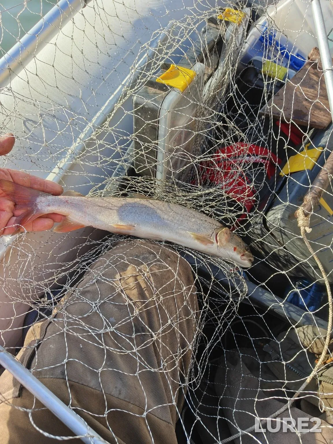 Rainbow trout — Tom, Oct 18, 2025, 3:21 AM