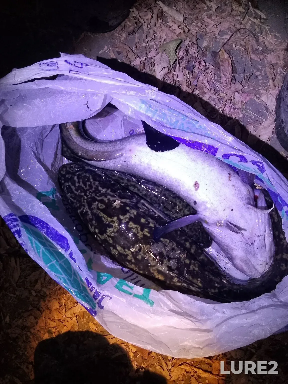 Burbot, Wels catfish — Tobyl - Tobol, Oct 18, 2025, 8:20 AM