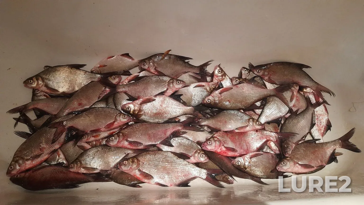 Bream — Kuybyshevskoye, Oct 19, 2025, 8:29 AM