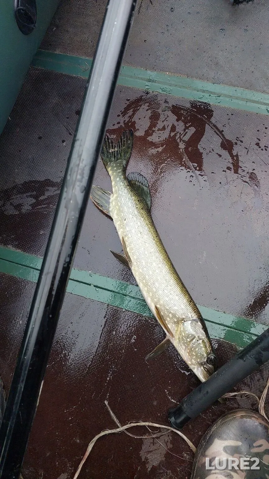 Pike — Spasskoye, Nov 01, 2025, 7:56 PM