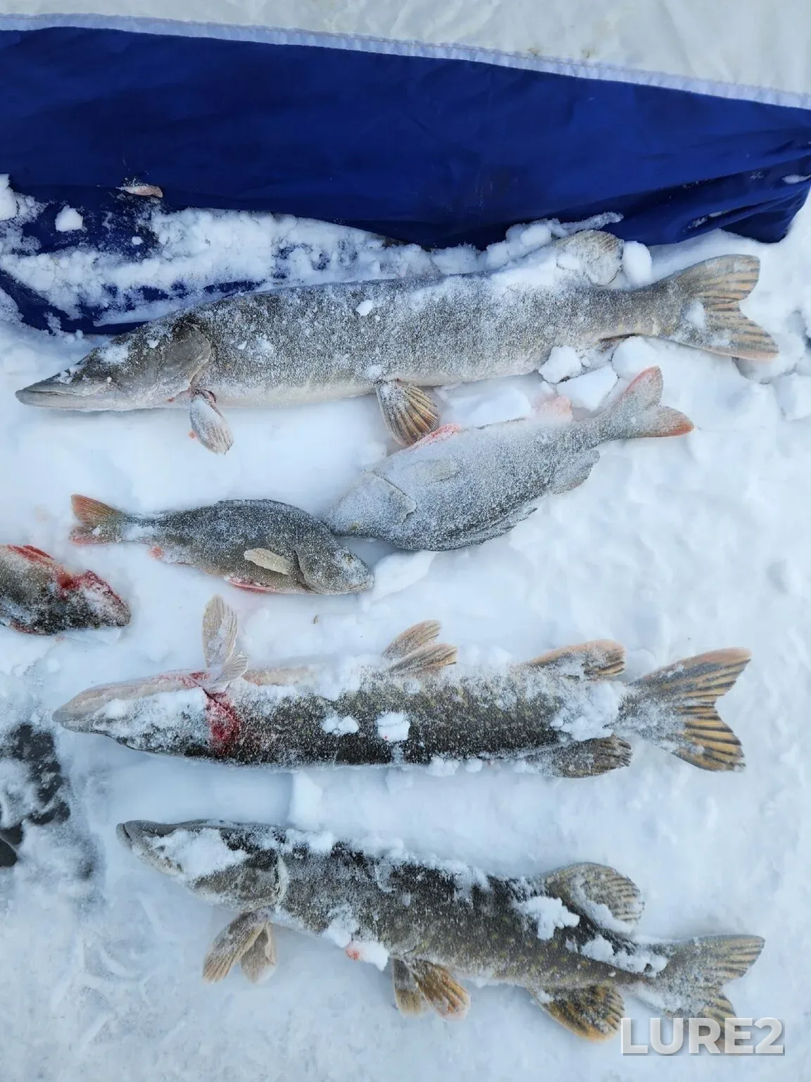 Pike — Vasynglor, Nov 08, 2025, 10:01 PM