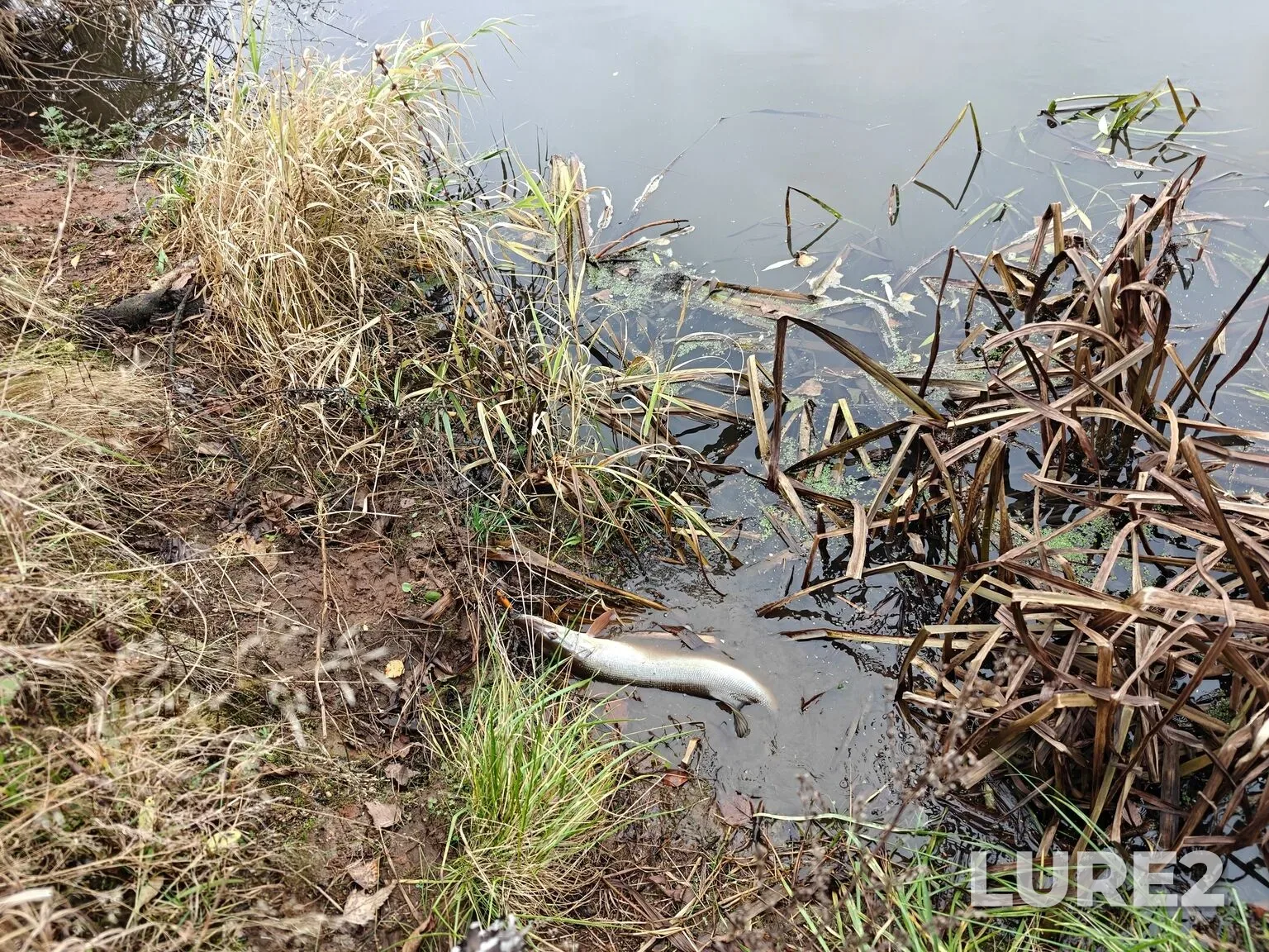 Bream, Perch — Kurovskoye, Nov 09, 2025, 12:31 AM