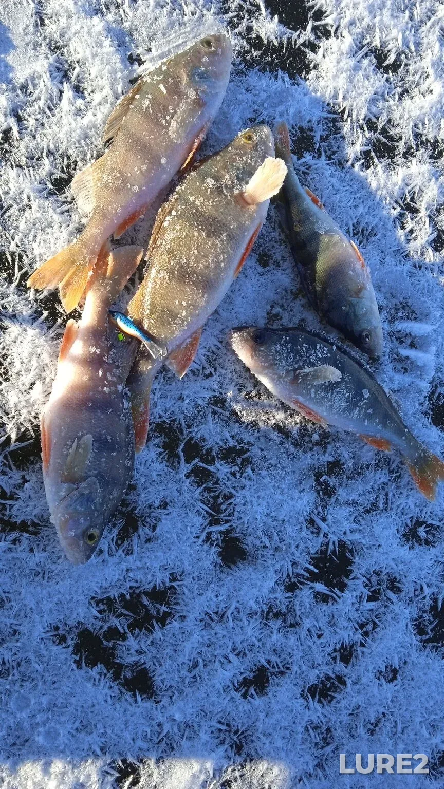Perch — Erikalikha, Nov 17, 2025, 1:33 AM