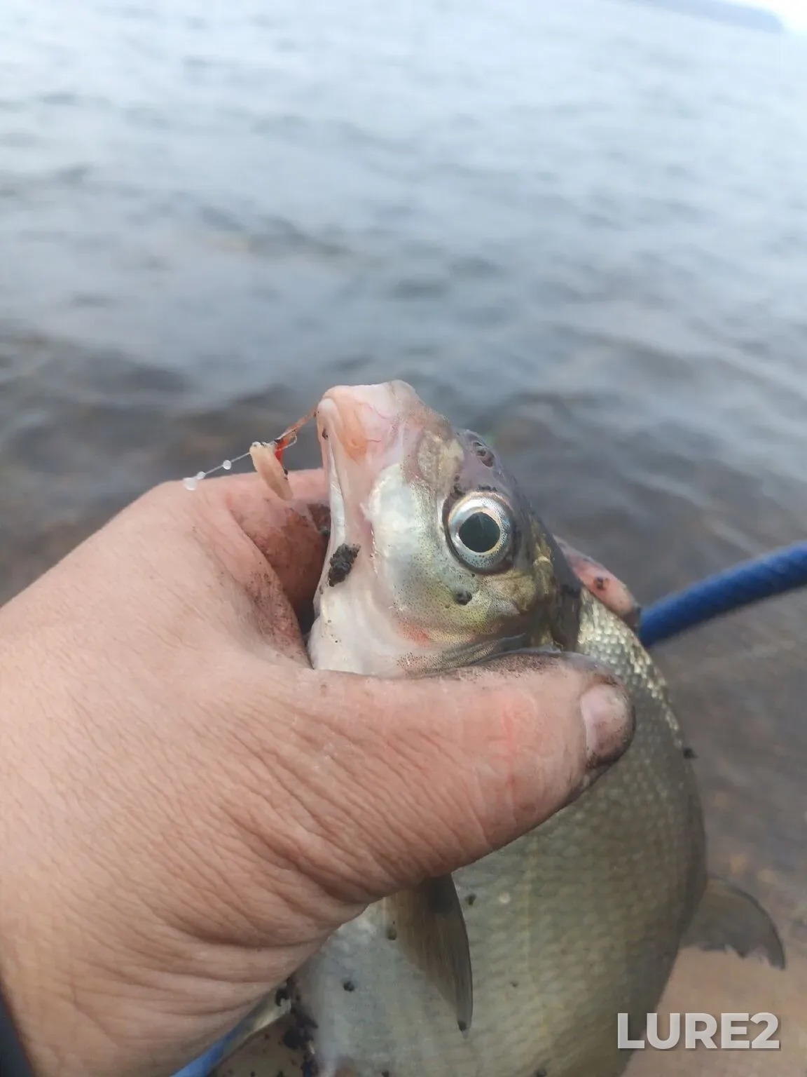 Bream, Roach — Desnogorskoye, Nov 17, 2025, 8:09 PM