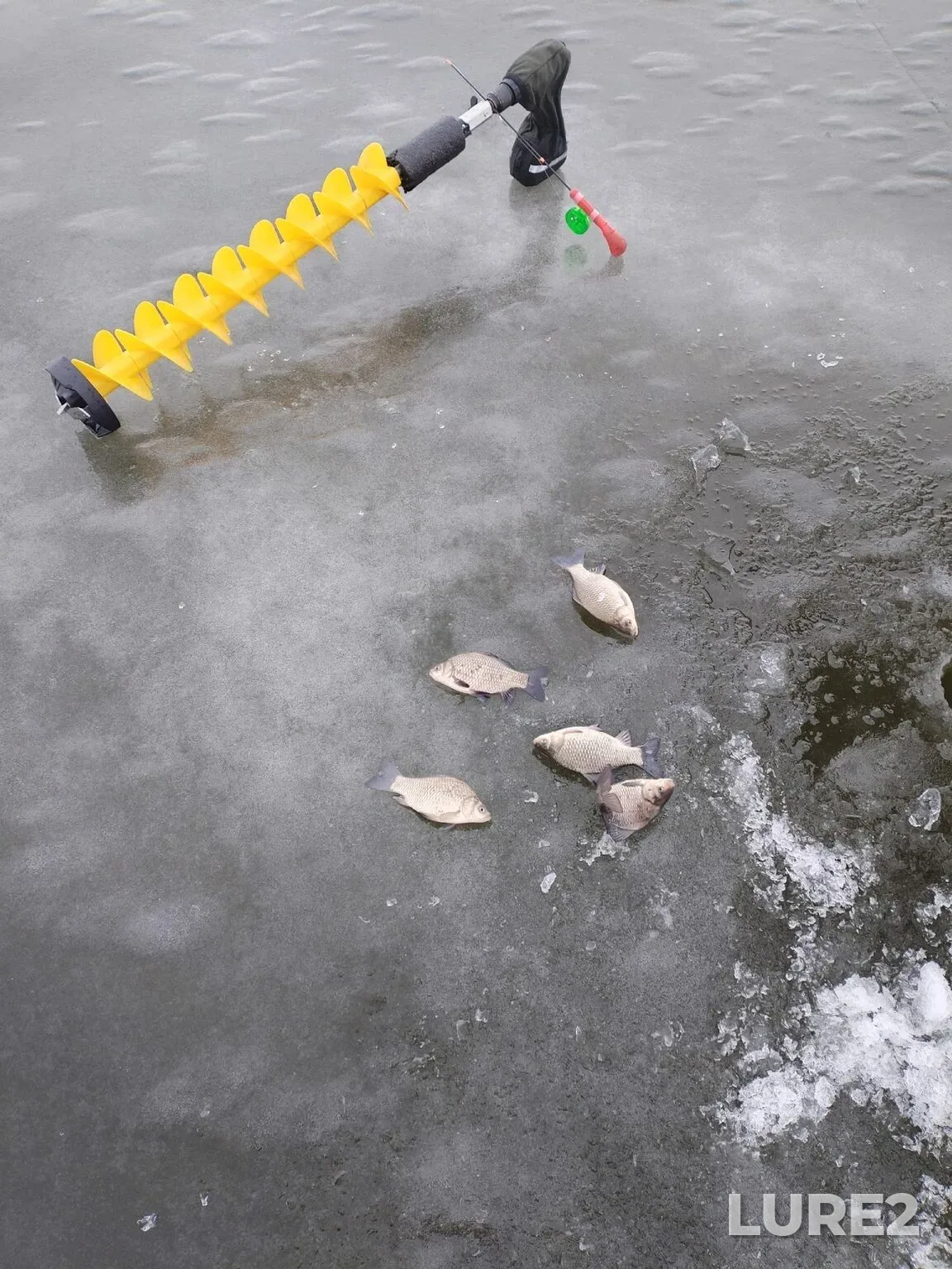 Crucian carp, Ruffe — zaliv Bolshoy Istok, Nov 19, 2025, 11:51 AM