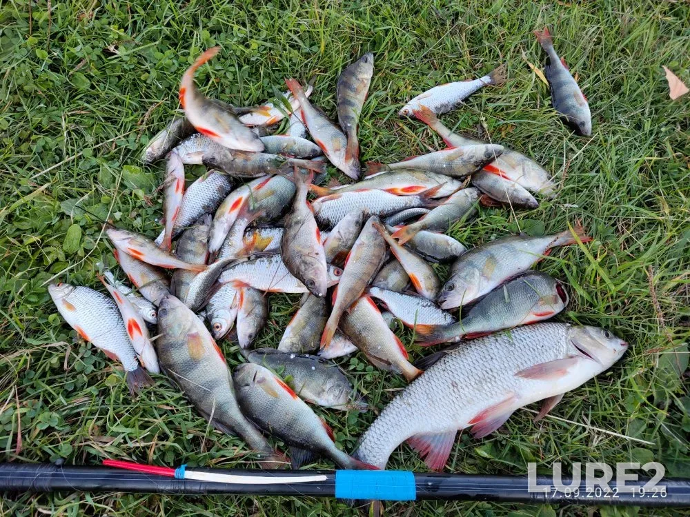 Ruffe — Kashlam, Sep 17, 2022