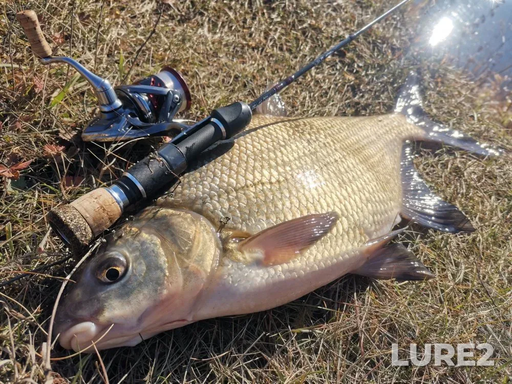 Bream, Perch — Berd, Oct 25, 2022