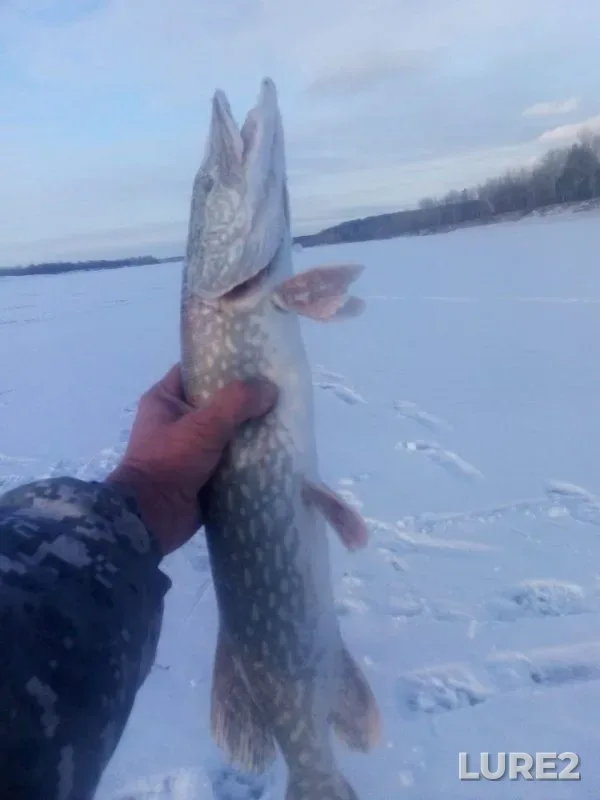 Perch, Pike — Bibikha, Nov 21, 2022