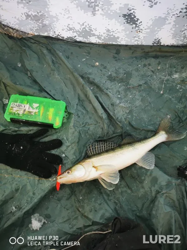 Perch, Zander — Berd, Dec 03, 2022