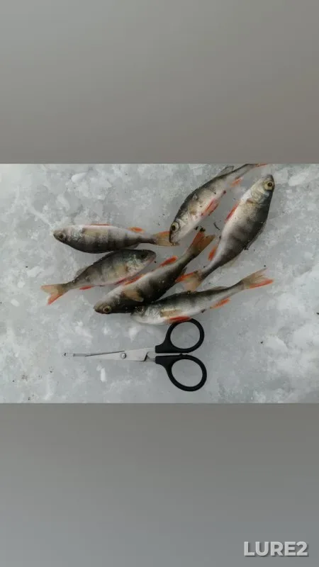 Perch, Roach — Troyka, Jan 08, 2023