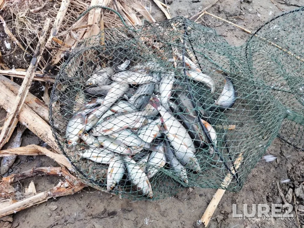 Crucian carp — Irmen, May 01, 2023