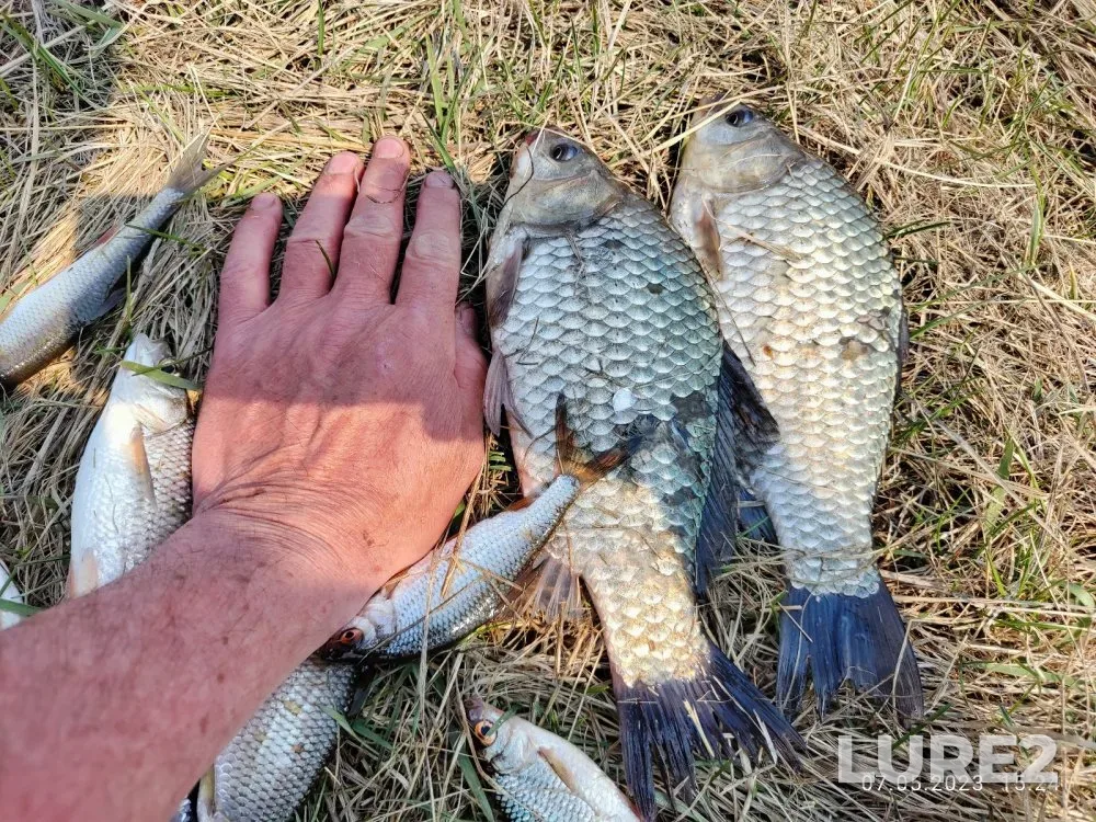 Crucian carp, Perch — Irmen, May 07, 2023