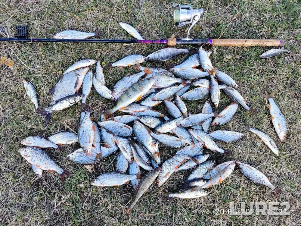 Crucian carp, Roach — Chaus, May 20, 2023