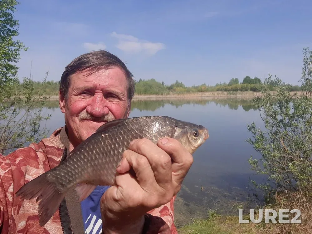 Crucian carp — Krivodanovka, Jun 05, 2023
