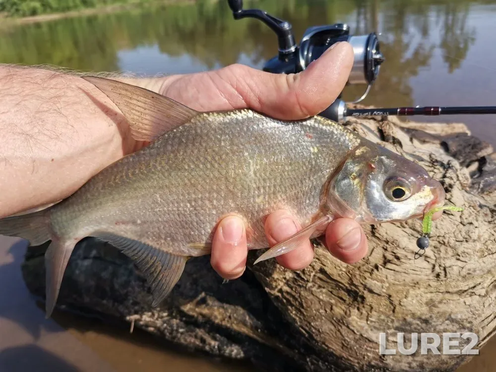 Bleak, Bream — Berd, Jun 07, 2023