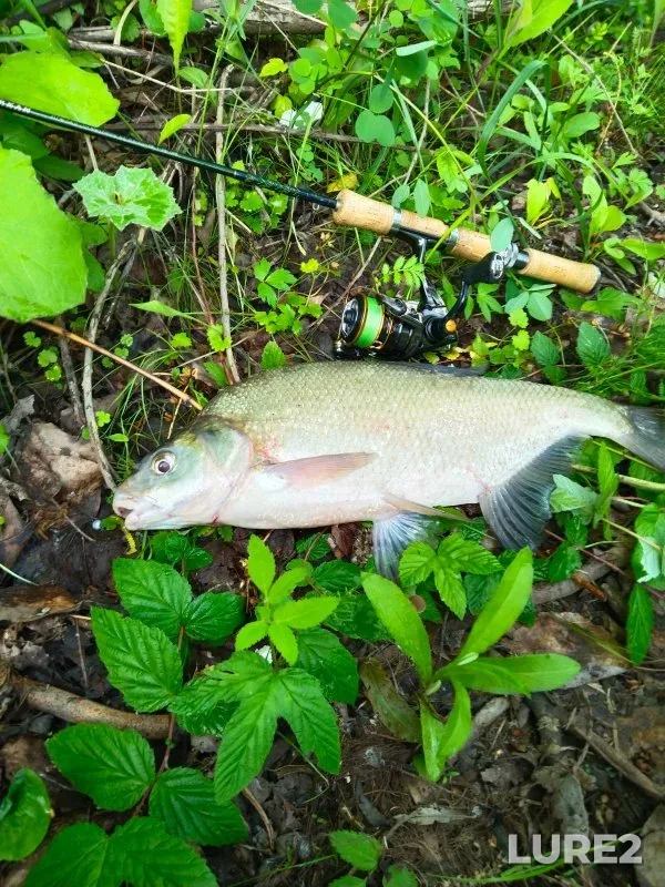 Bream, Burbot — Inya, Jul 05, 2023