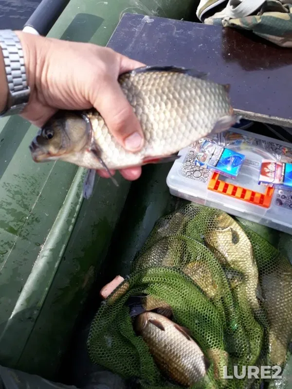Crucian carp — Zimnyak, Aug 04, 2023