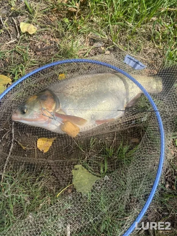 Carp, Crucian carp — Glukhoye, Aug 27, 2023