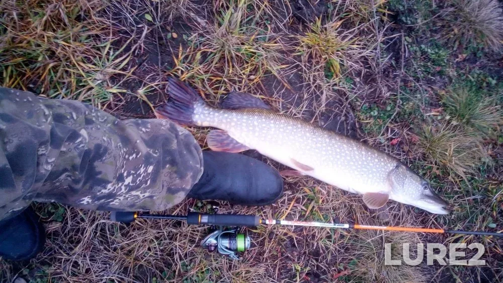 Crucian carp, Perch — Karasuk, Nov 18, 2023