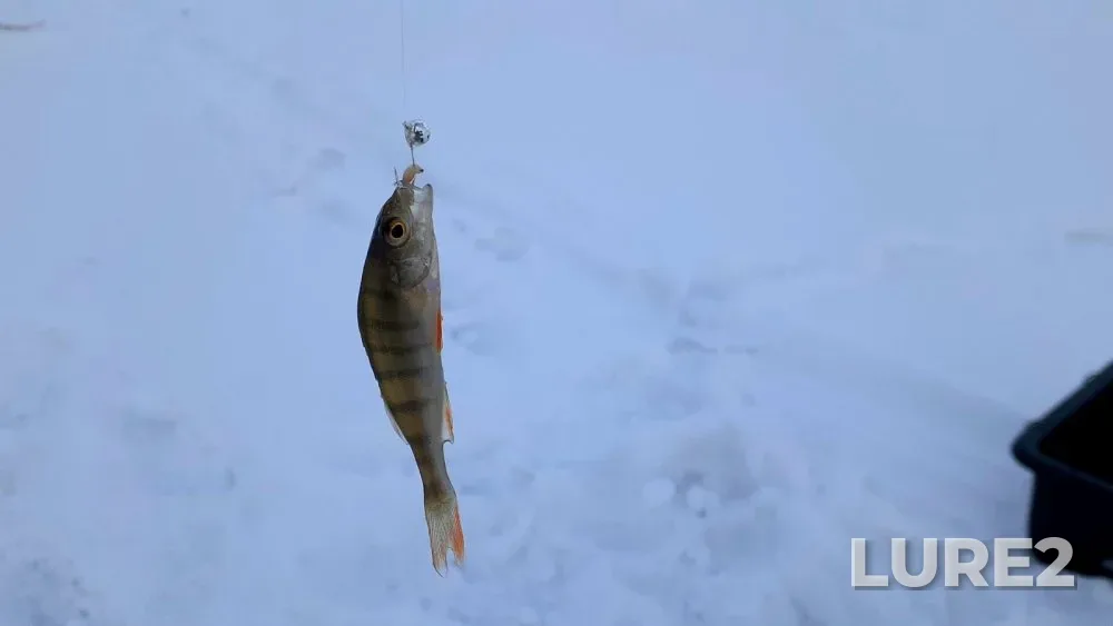Perch, Ruffe — Berd, Mar 02, 2024
