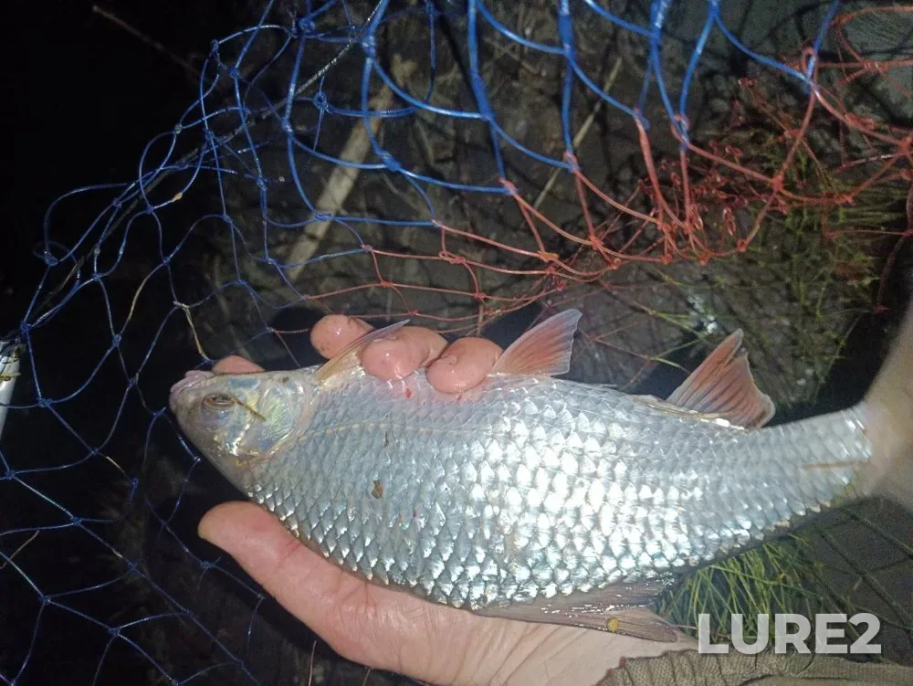Bream, Roach — Tulka, Apr 28, 2024