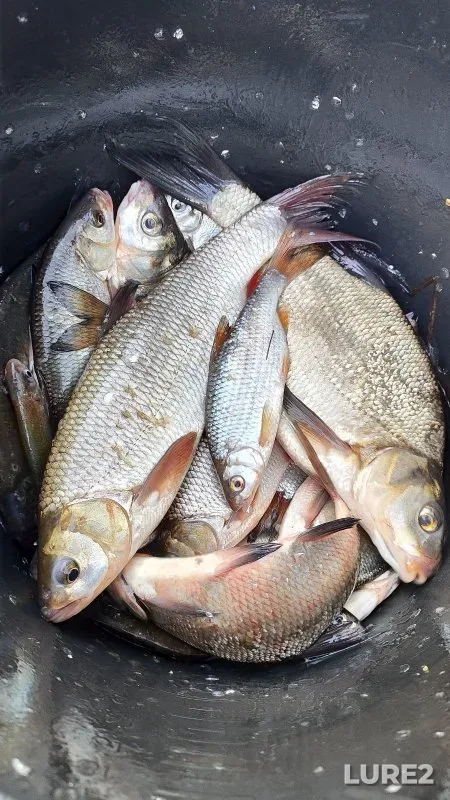 Bream — Tula, May 12, 2024