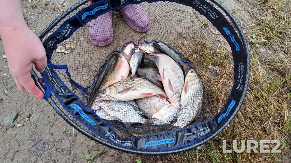 Bream, Carp — Ob, May 14, 2024