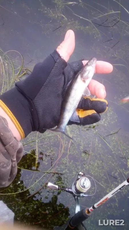 Perch — Burla, Jun 12, 2024