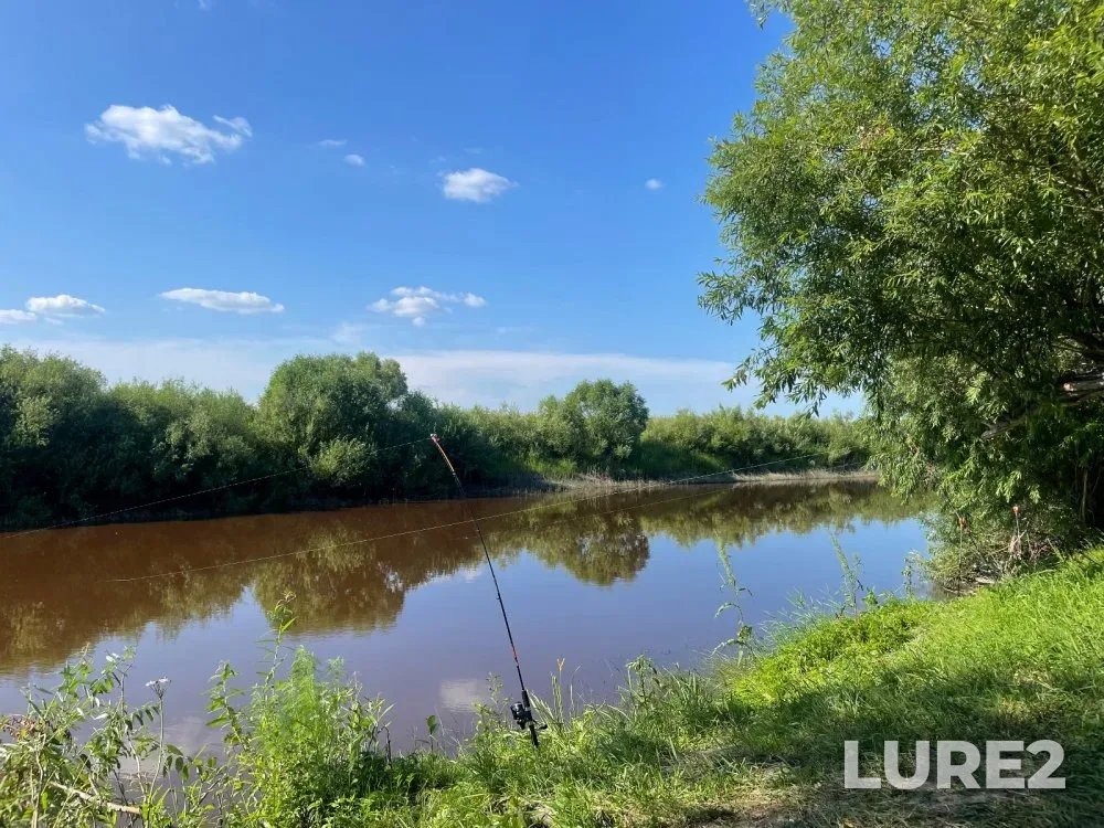 Carp, Crucian carp — Kargat, Jul 12, 2024