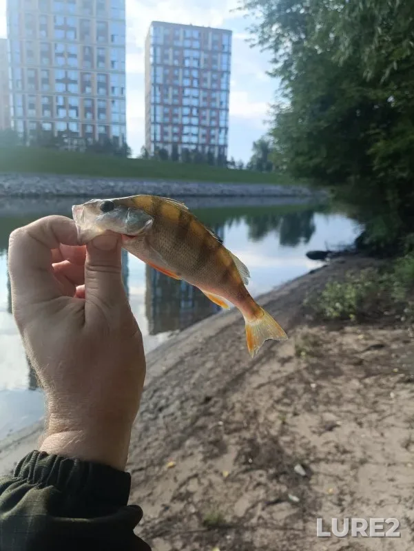 Perch — Yarinskiy zaton, Jul 31, 2024