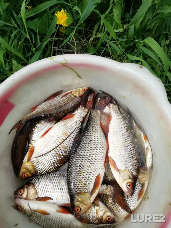 Crucian carp, Pike — Karasuk, Aug 02, 2024