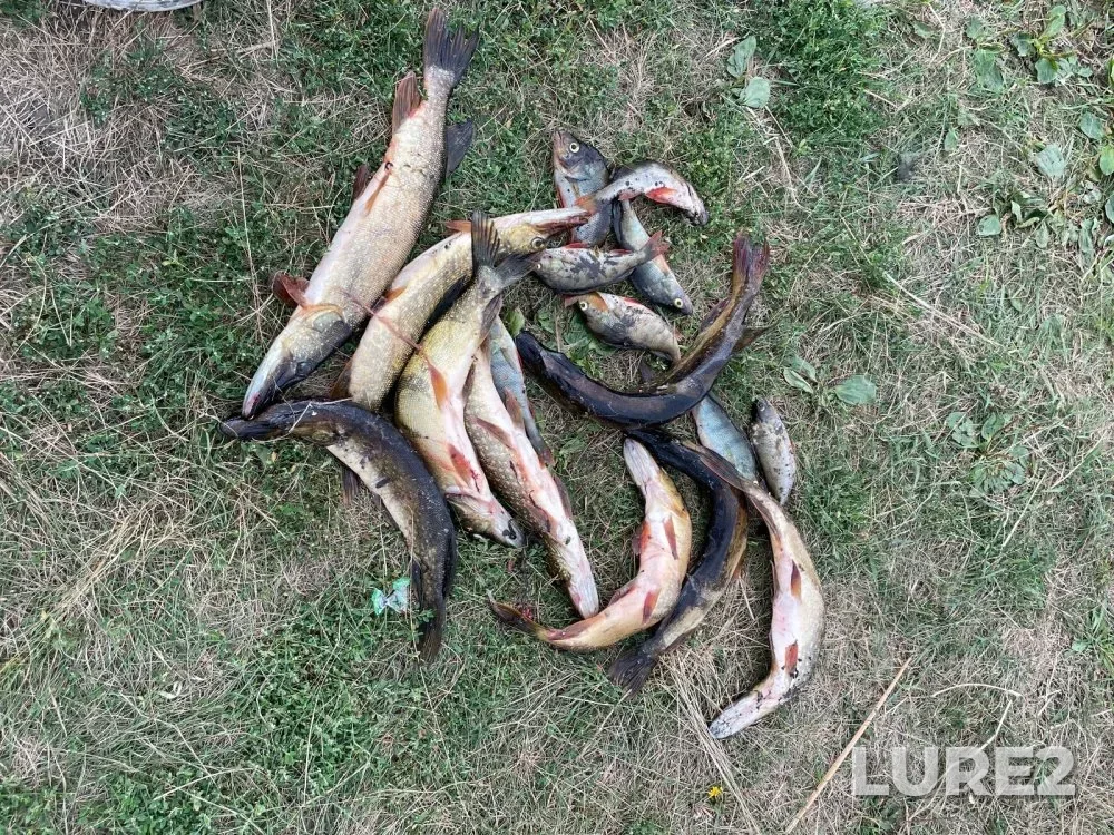 Perch, Pike — protoka Chulym, Aug 14, 2024