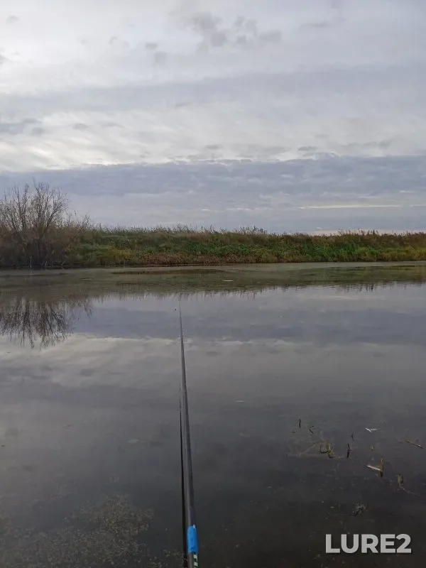 Bream — Chaus, Oct 02, 2024