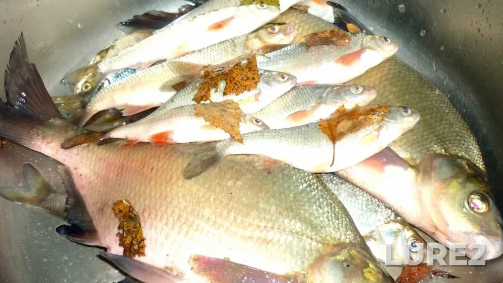 Bream, Ruffe — Inya, Oct 23, 2024