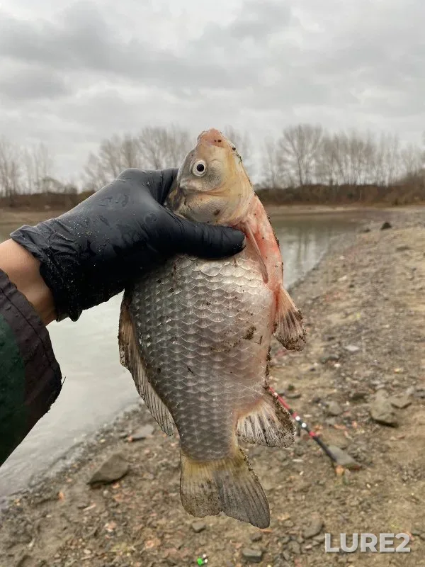 Bream, Crucian carp — Zaton, Oct 25, 2024