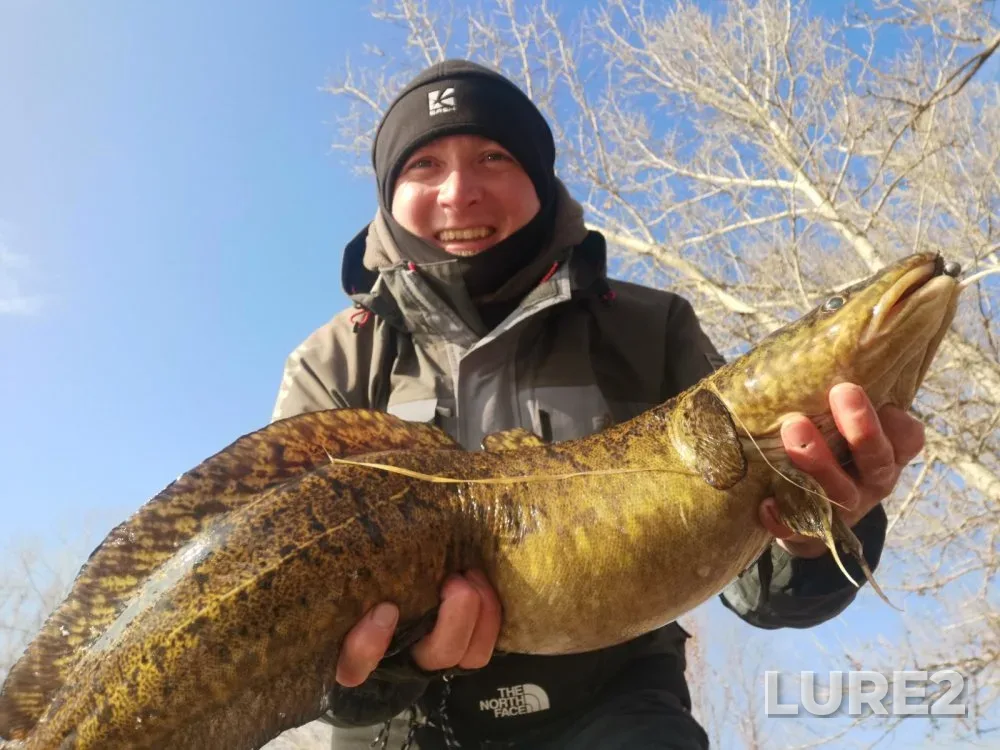 Bream, Burbot — Berd, Nov 01, 2024