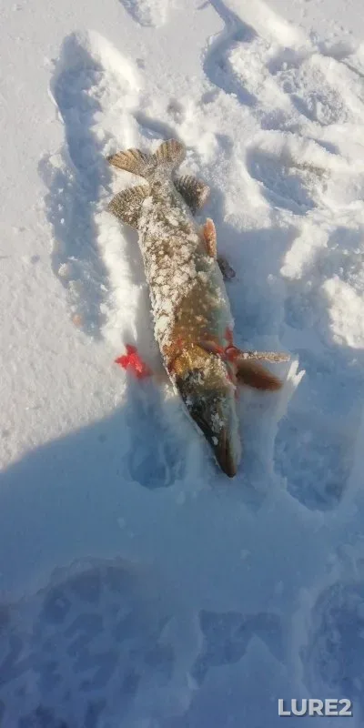 Crucian carp, Pike — Karasuk, Nov 17, 2024