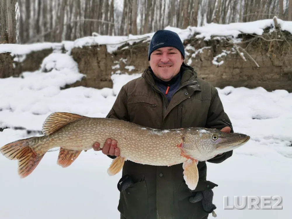 Perch, Pike — Suzun, Dec 04, 2024