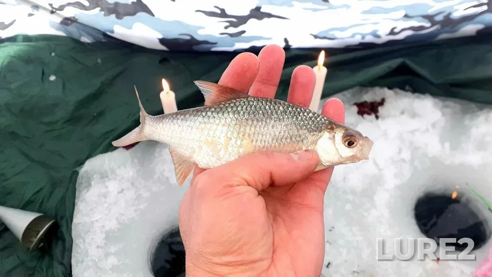 Perch, Ruffe — Berd, Dec 14, 2024
