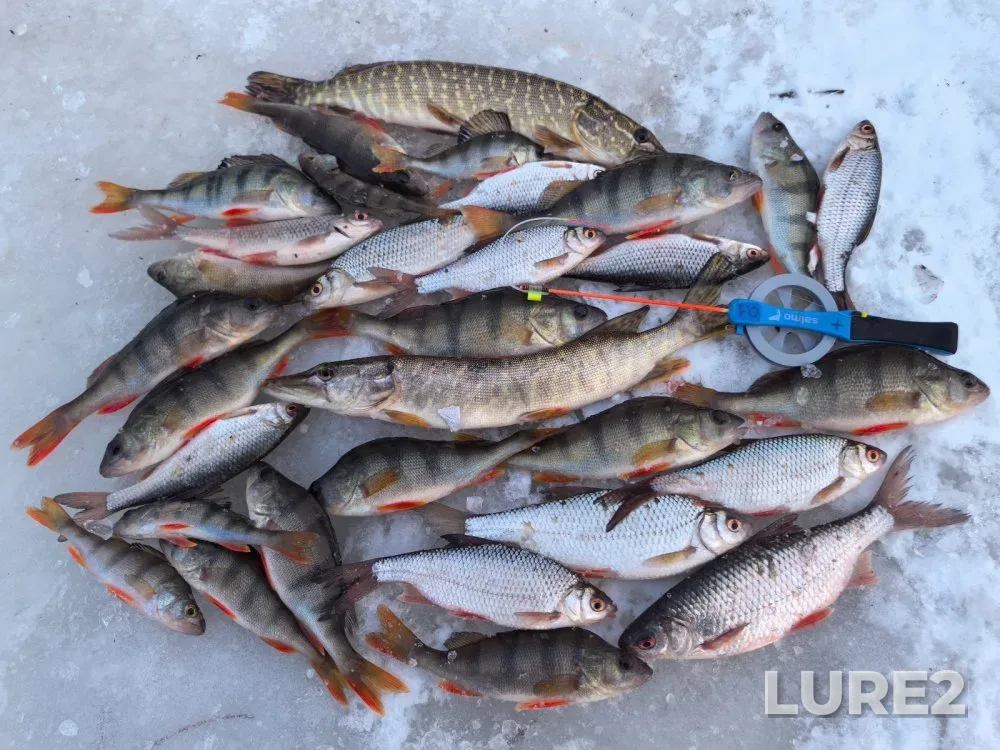 Pike, Roach — Kashlam, Dec 15, 2024