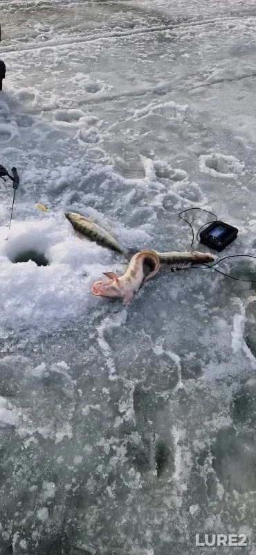 Burbot, Zander — Spirino, Mar 21, 2025