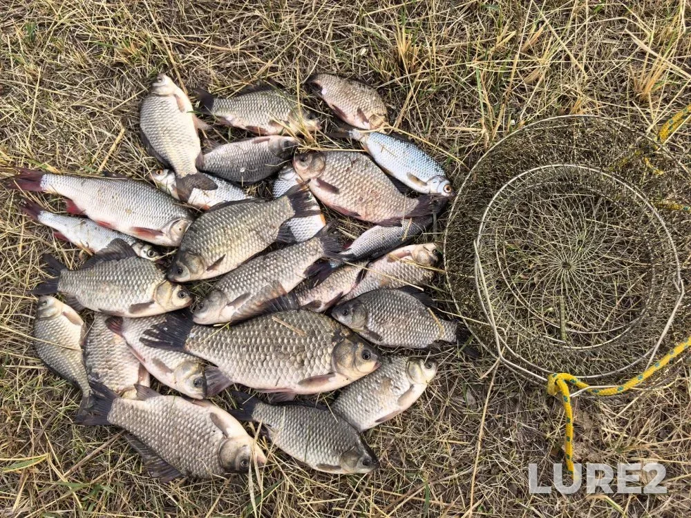 Crucian carp, Pike — Irmen, Apr 13, 2025