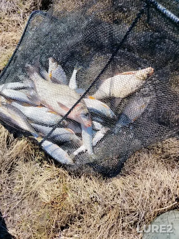 Bleak, Bream — Chaus, Apr 24, 2025