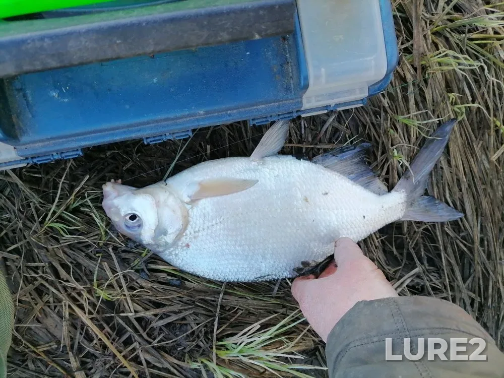 Crucian carp — protoka Malaya Zatonskaya, May 01, 2025